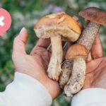 Funghi: come riconoscere quelli commestibili e cosa sapere