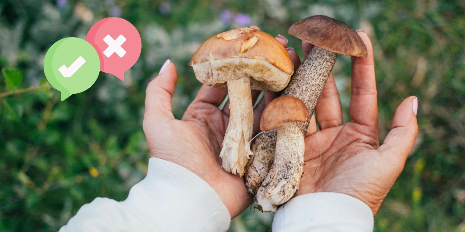 Funghi: come riconoscere quelli commestibili e cosa sapere