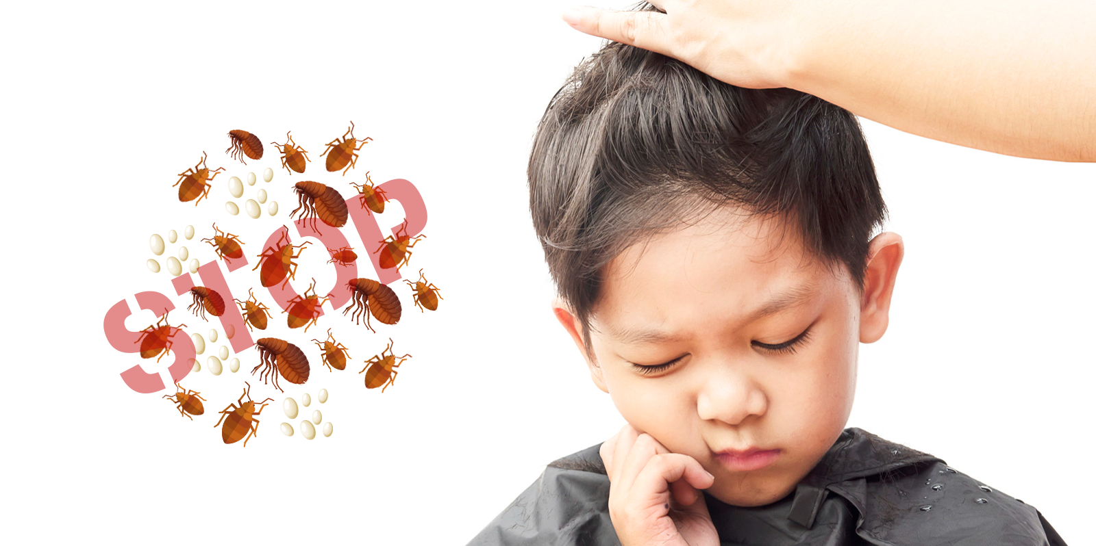 Pidocchi dei capelli: come riconoscerli ed eliminarli