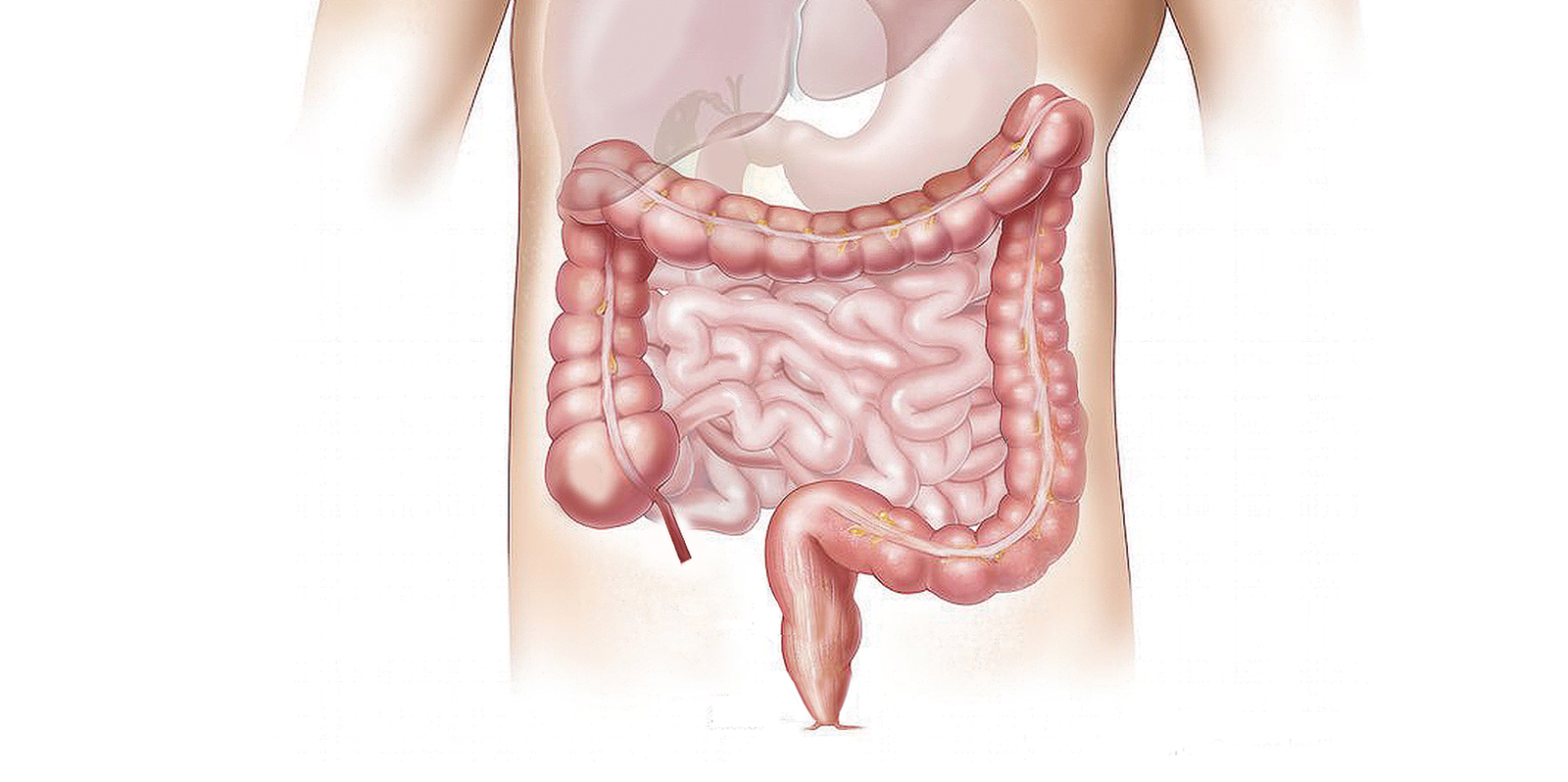 Intestino pigro: tutto quello che c’è da sapere